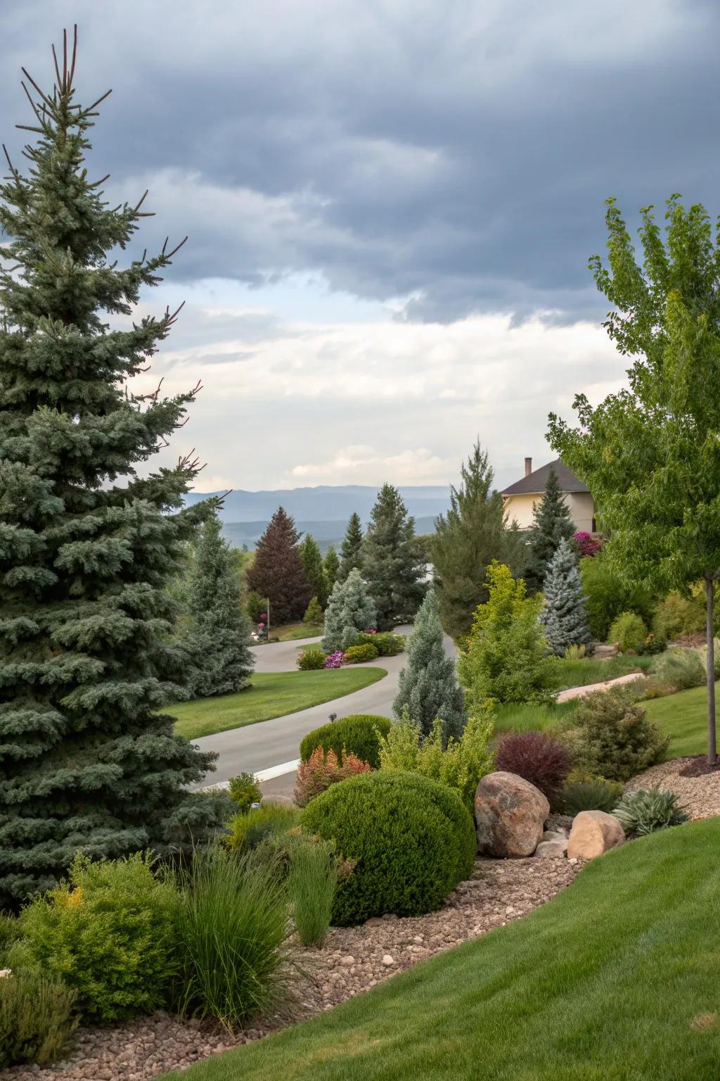 Evergreens that ensure a vibrant landscape throughout all seasons in Utah.