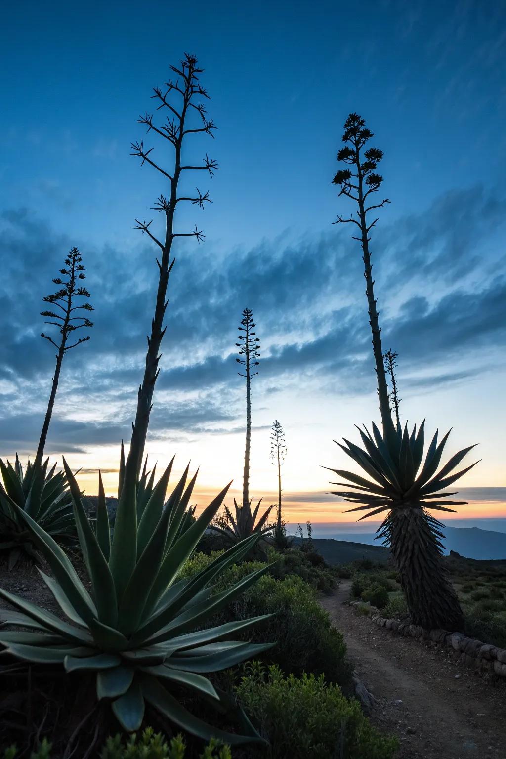 Agave plants add a bold, architectural element to xeriscape gardens.