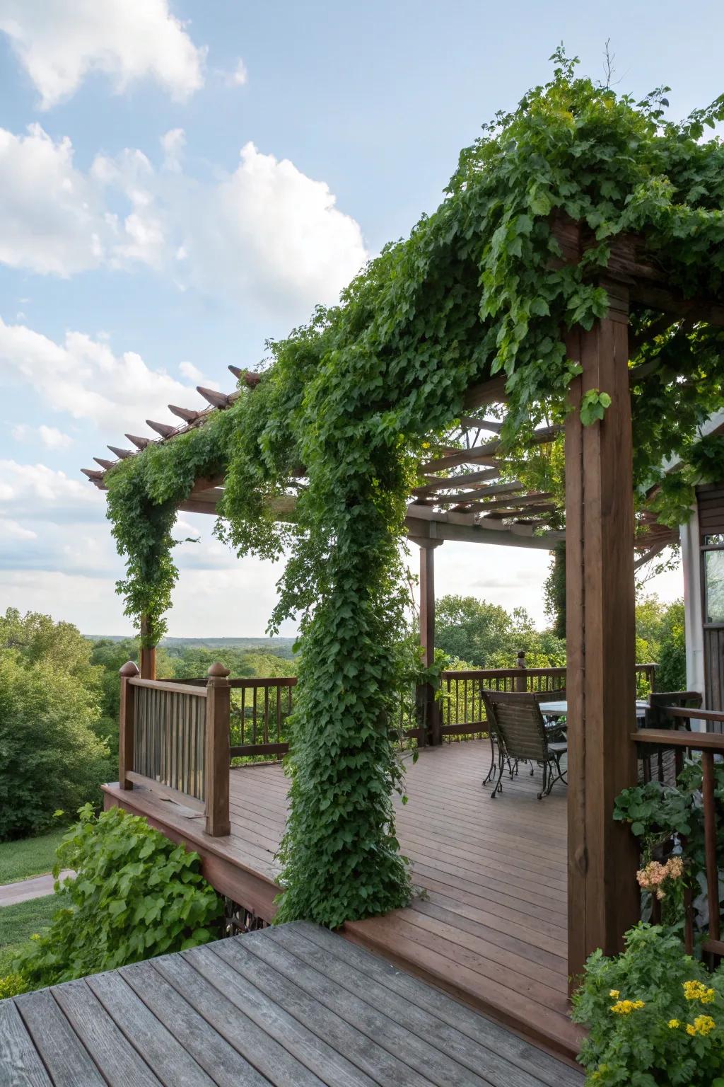 A pergola with climbing plants offers a natural privacy solution.