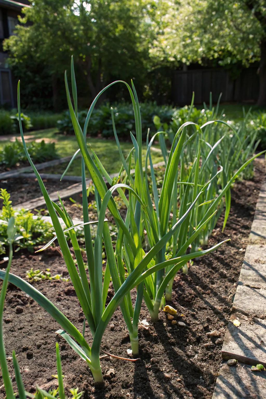 Spinach flourishing in a shaded garden bed, offering a bountiful harvest.