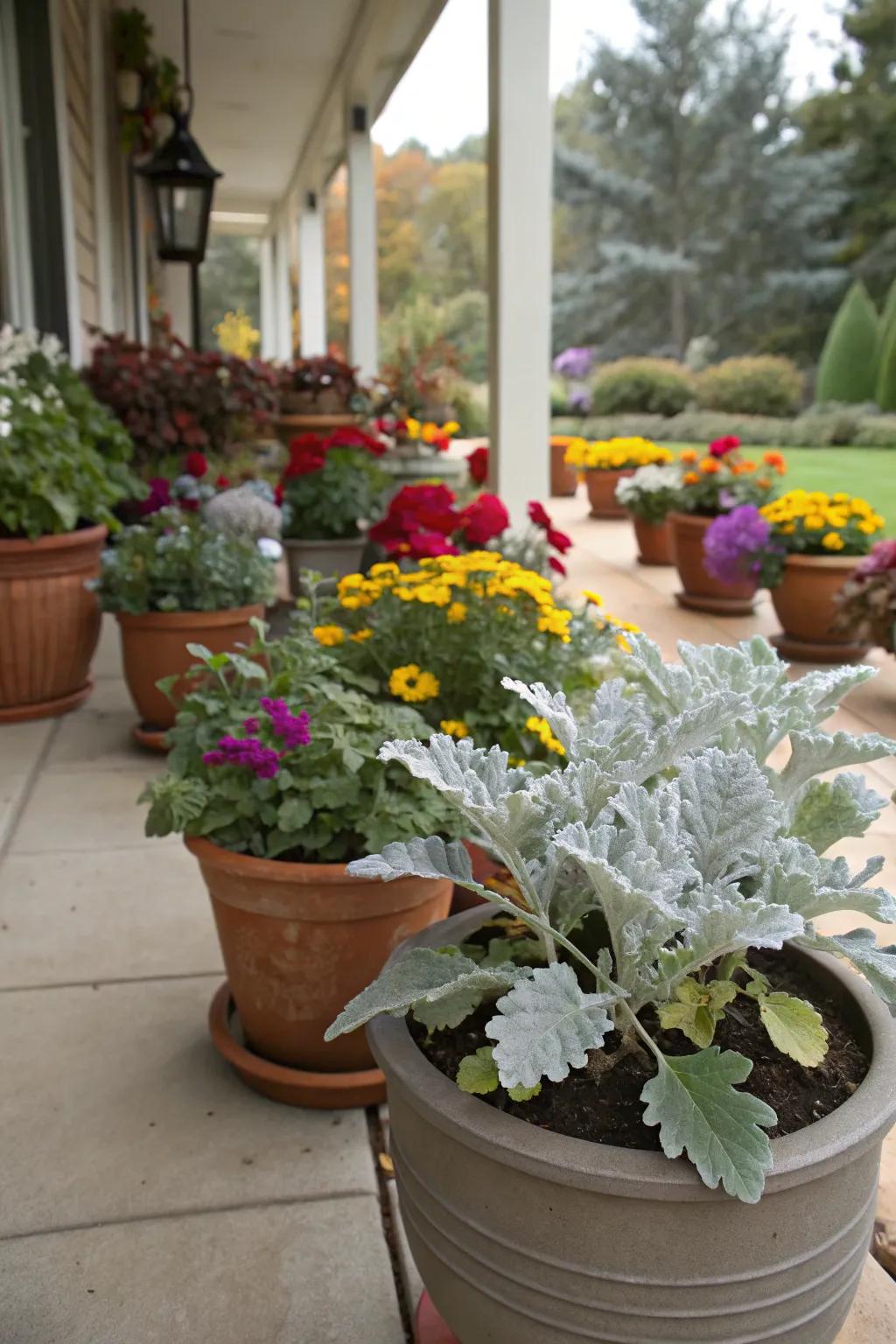 Dusty miller adds elegance to container gardens.
