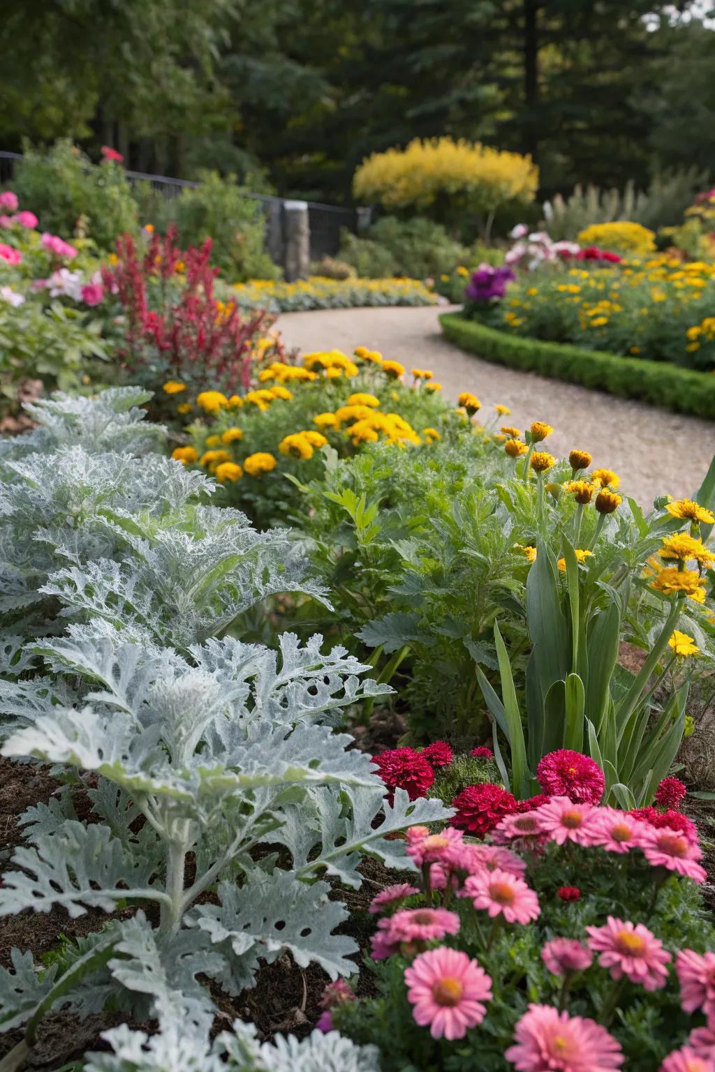 Dusty miller keeps gardens lively throughout the year.