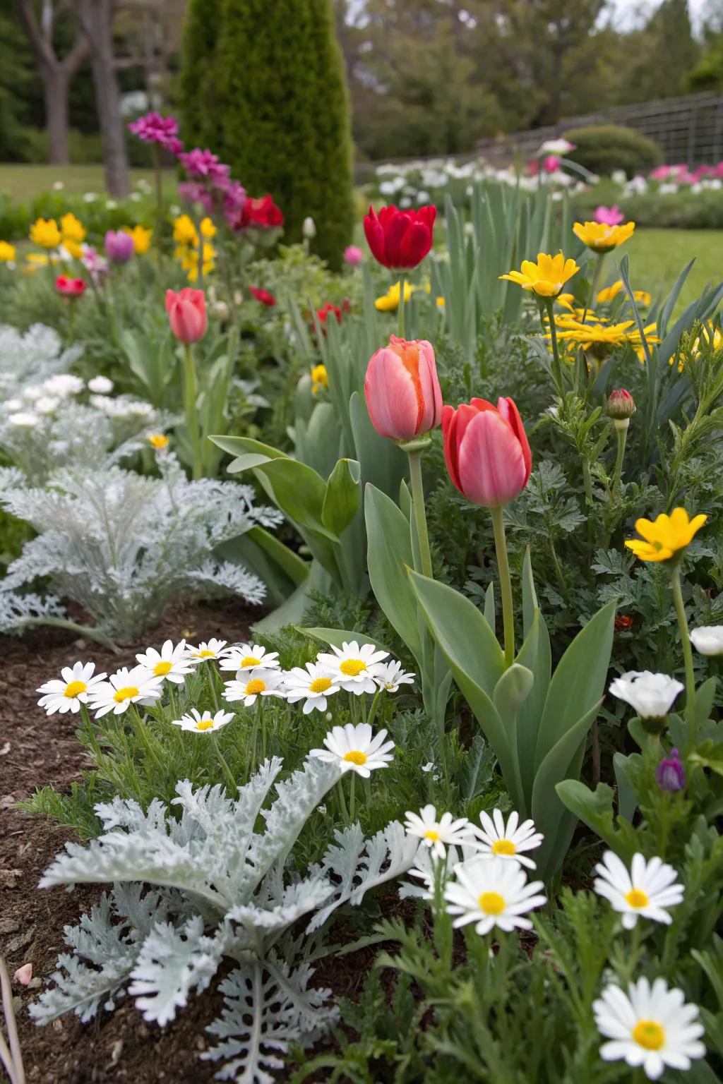 Dusty miller enhances the vibrancy of mixed flower beds.