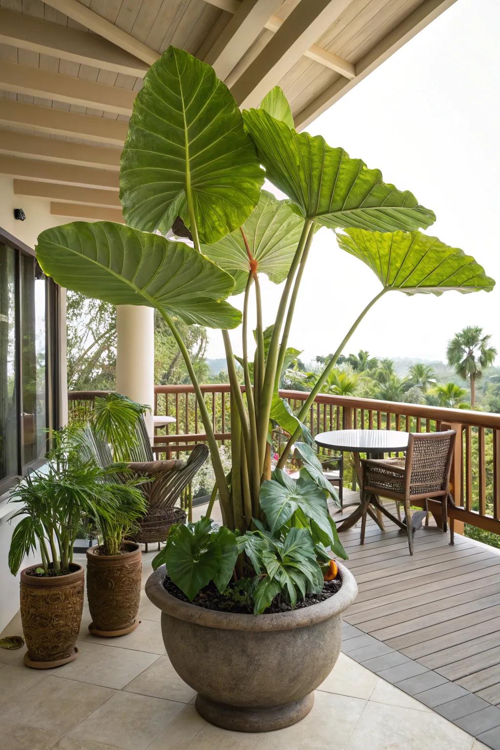Dramatic elephant ears providing a tropical touch in a large pot.
