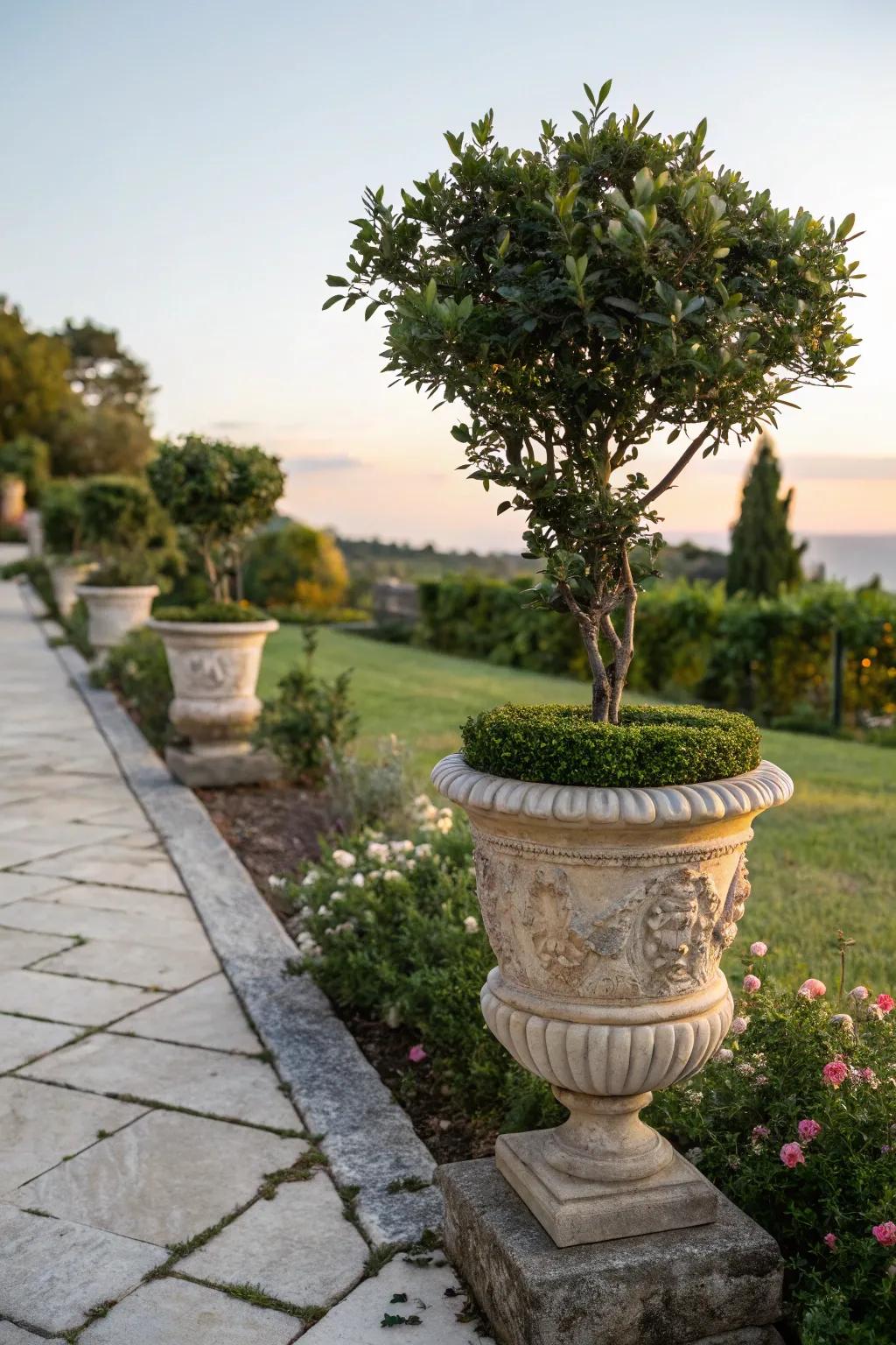 Chic pittosporum adding elegance to a garden with its variegated leaves.