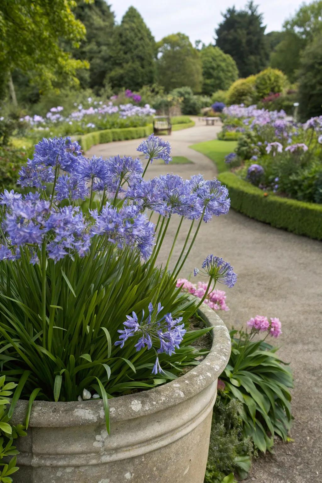 Sculptural agapanthus with tall blooms swaying in a large container.
