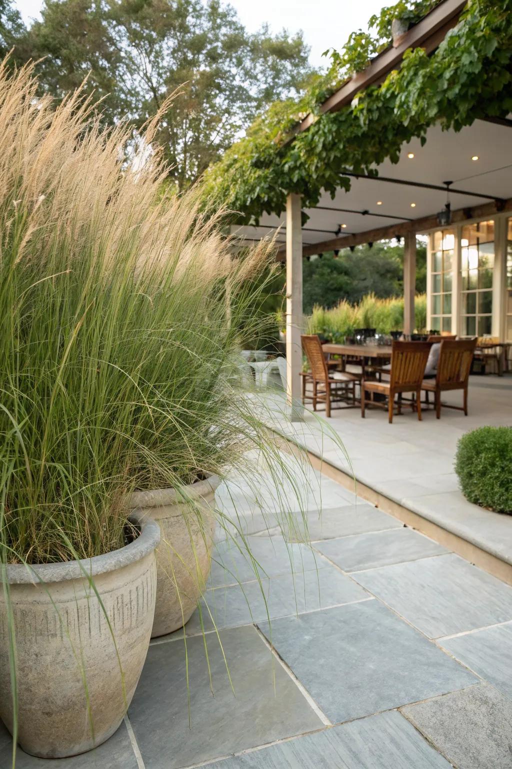 Tall grasses in pots offer a breezy and natural privacy solution.