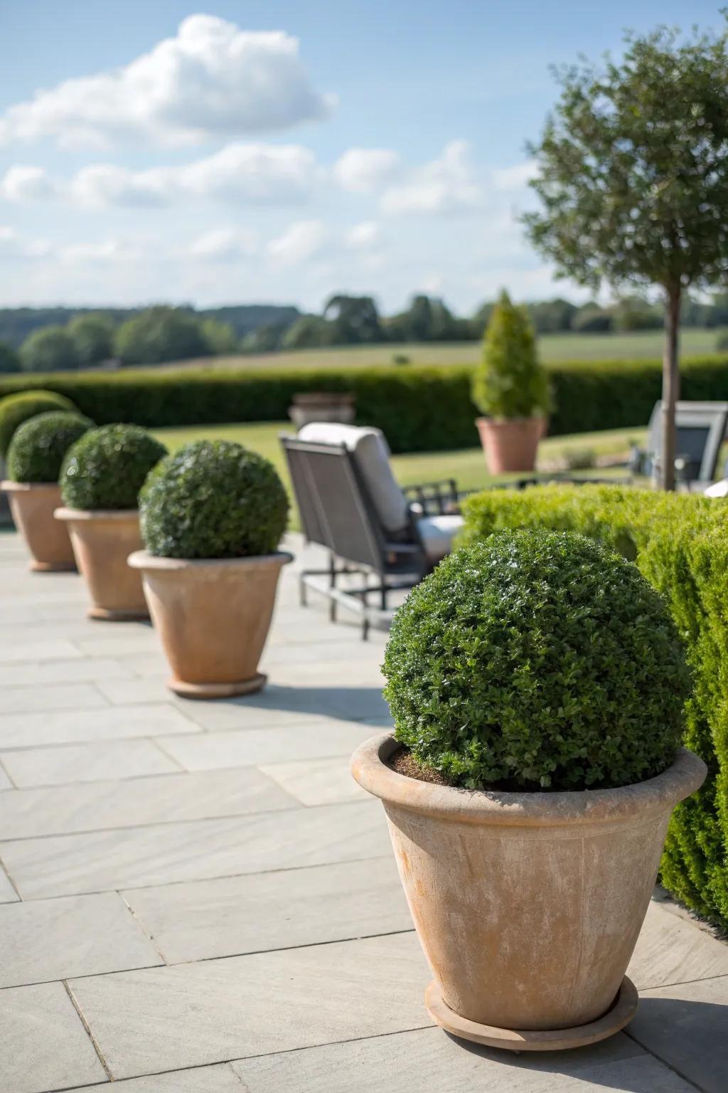 Potted boxwood hedges offer a classic and adaptable privacy option.