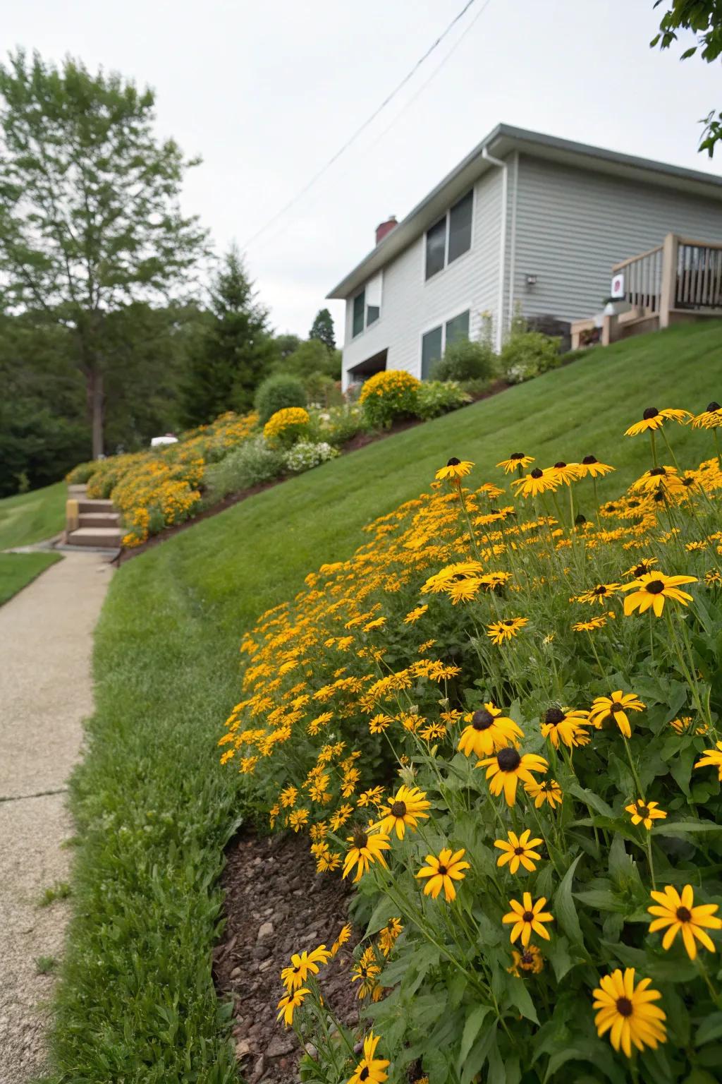 Functional beauty with Black Eyed Susans on a slope.