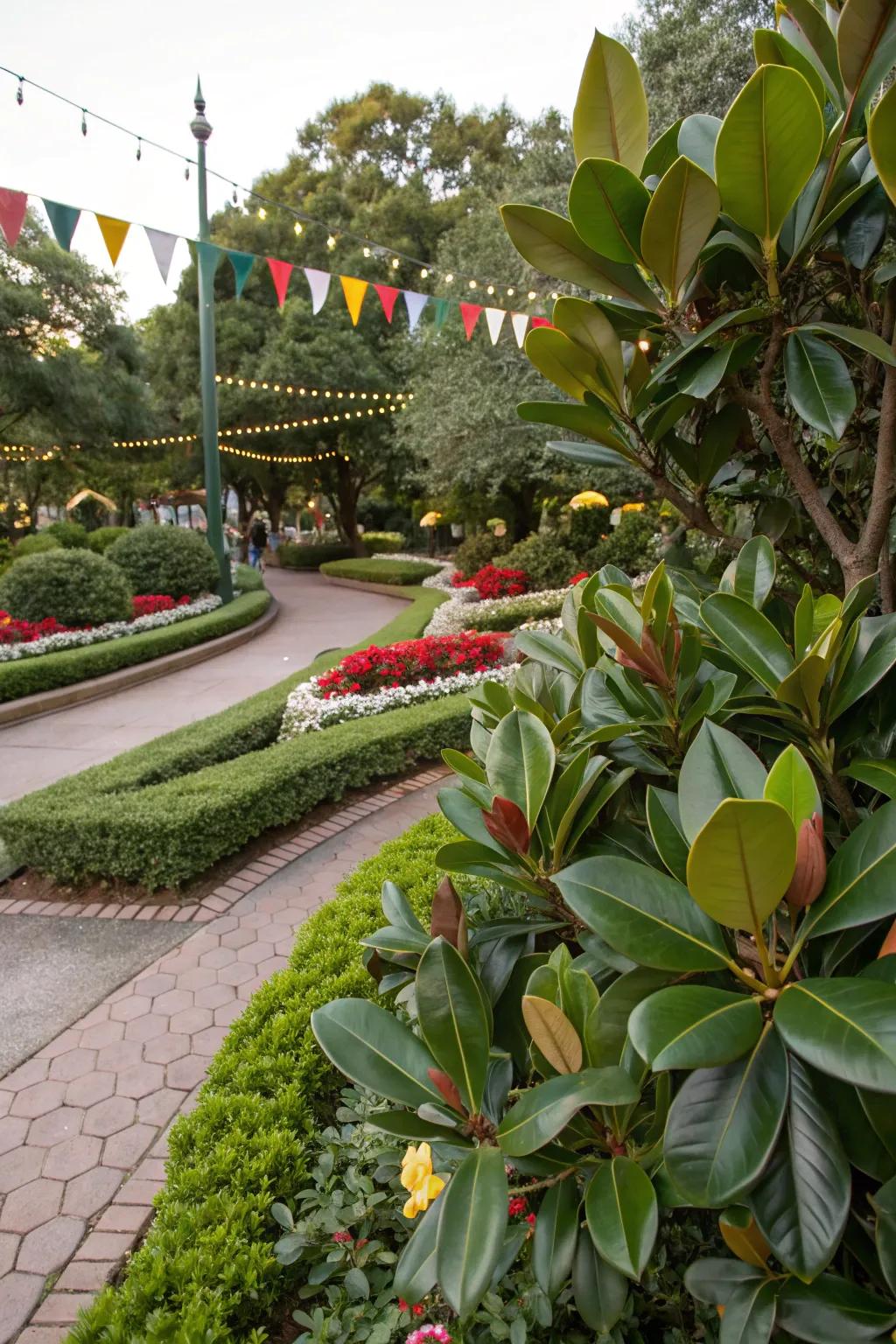 Magnolia leaves provide a glossy, green base for flower beds.