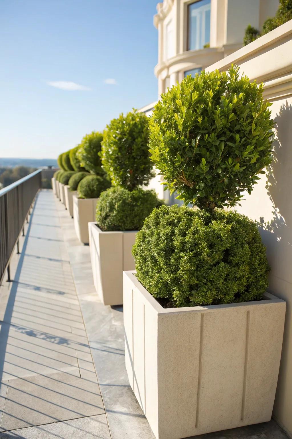 Balcony bliss: Boxwoods bringing life to a small space.