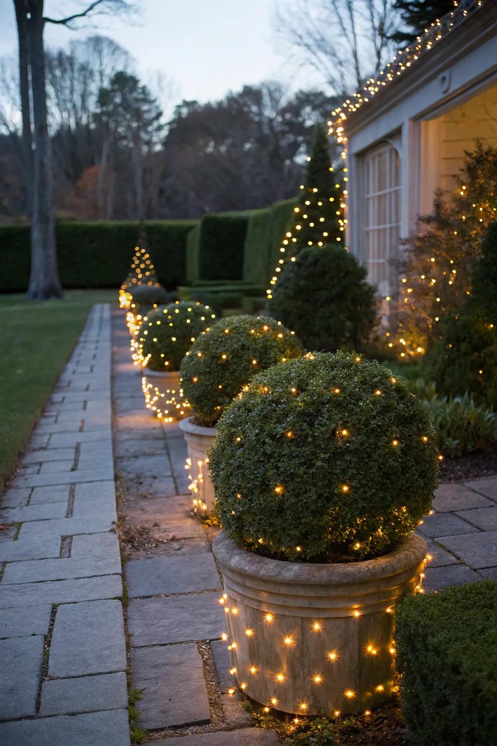Magical retreat: Boxwoods with fairy lights.