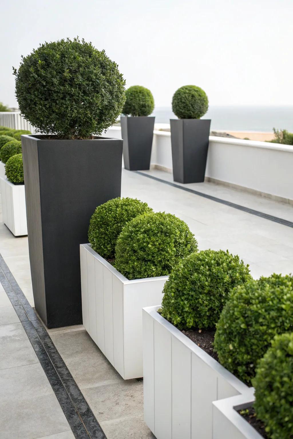 Monochrome magic: Bold planters highlighting boxwoods.