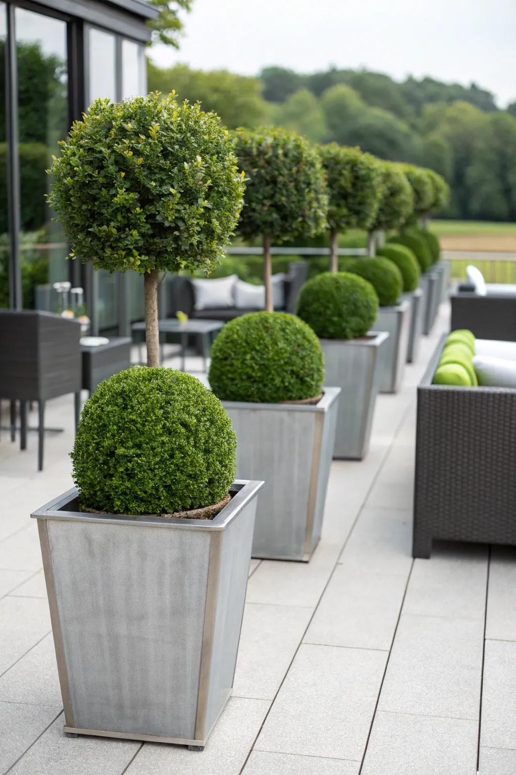 Symmetrical beauty: Boxwoods lining a chic patio.