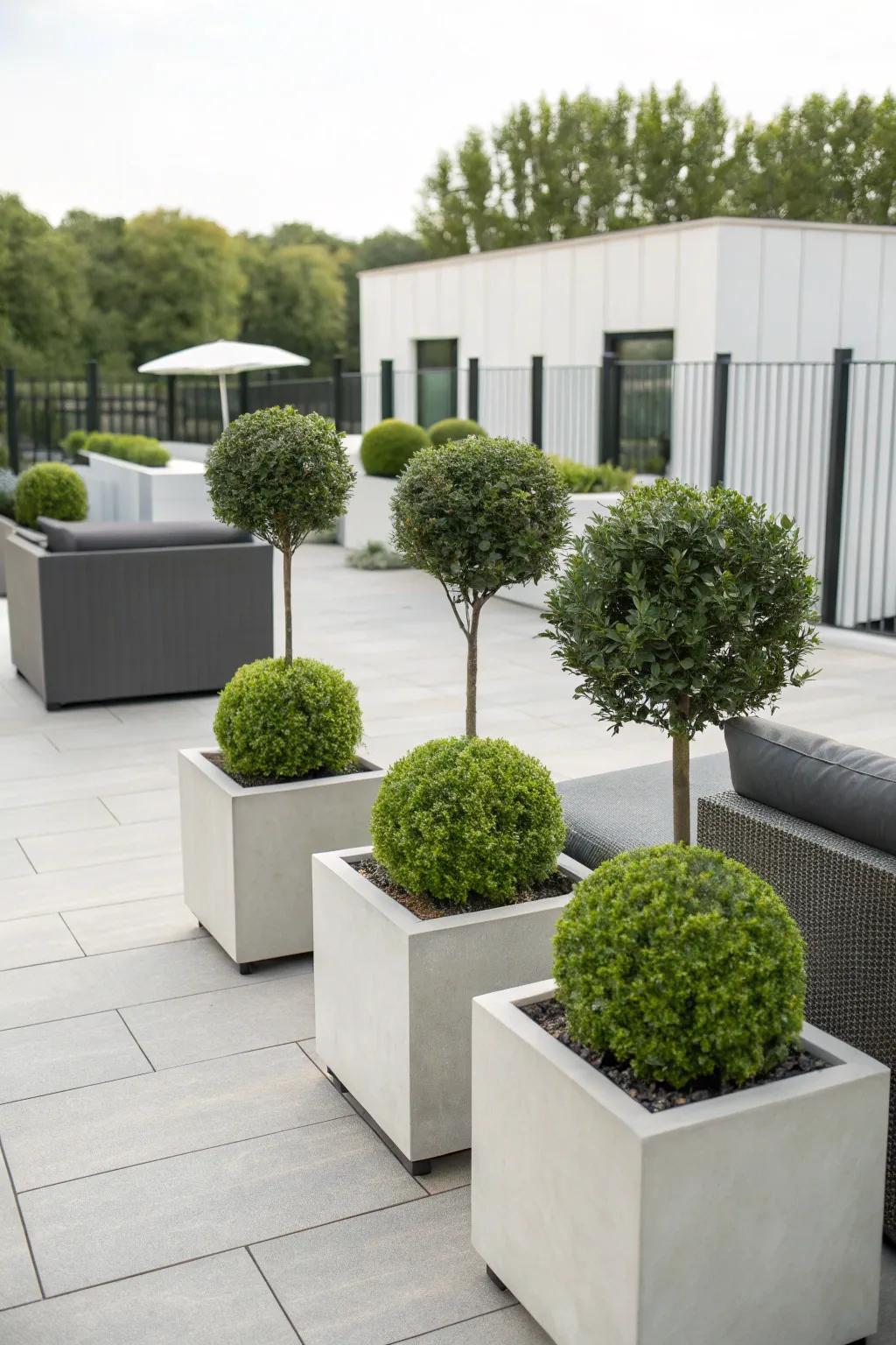 Modern twist: Geometric planters for boxwoods.