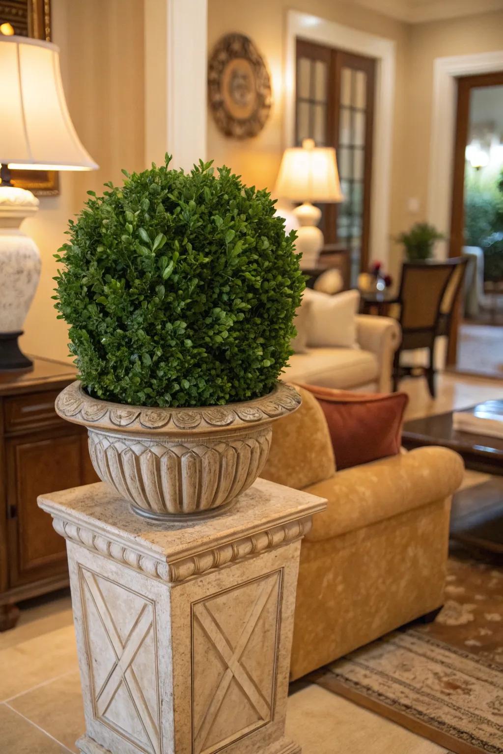 Indoor freshness: Boxwood in a stylish living room.