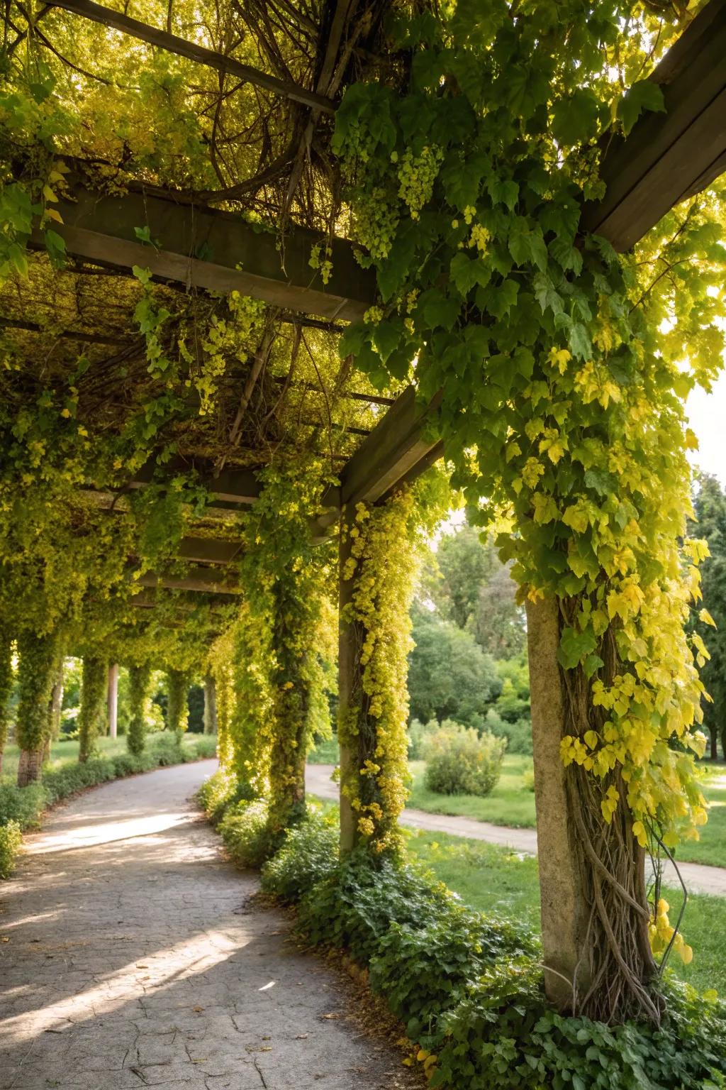 Achieve quick greenery with golden hops on your pergola.