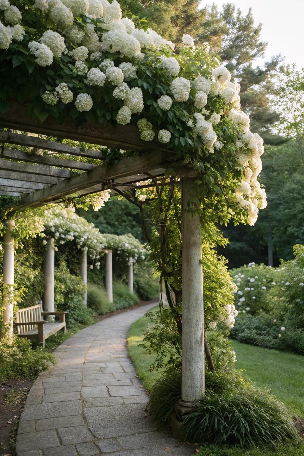 Achieve subtle elegance with climbing hydrangeas on your pergola.
