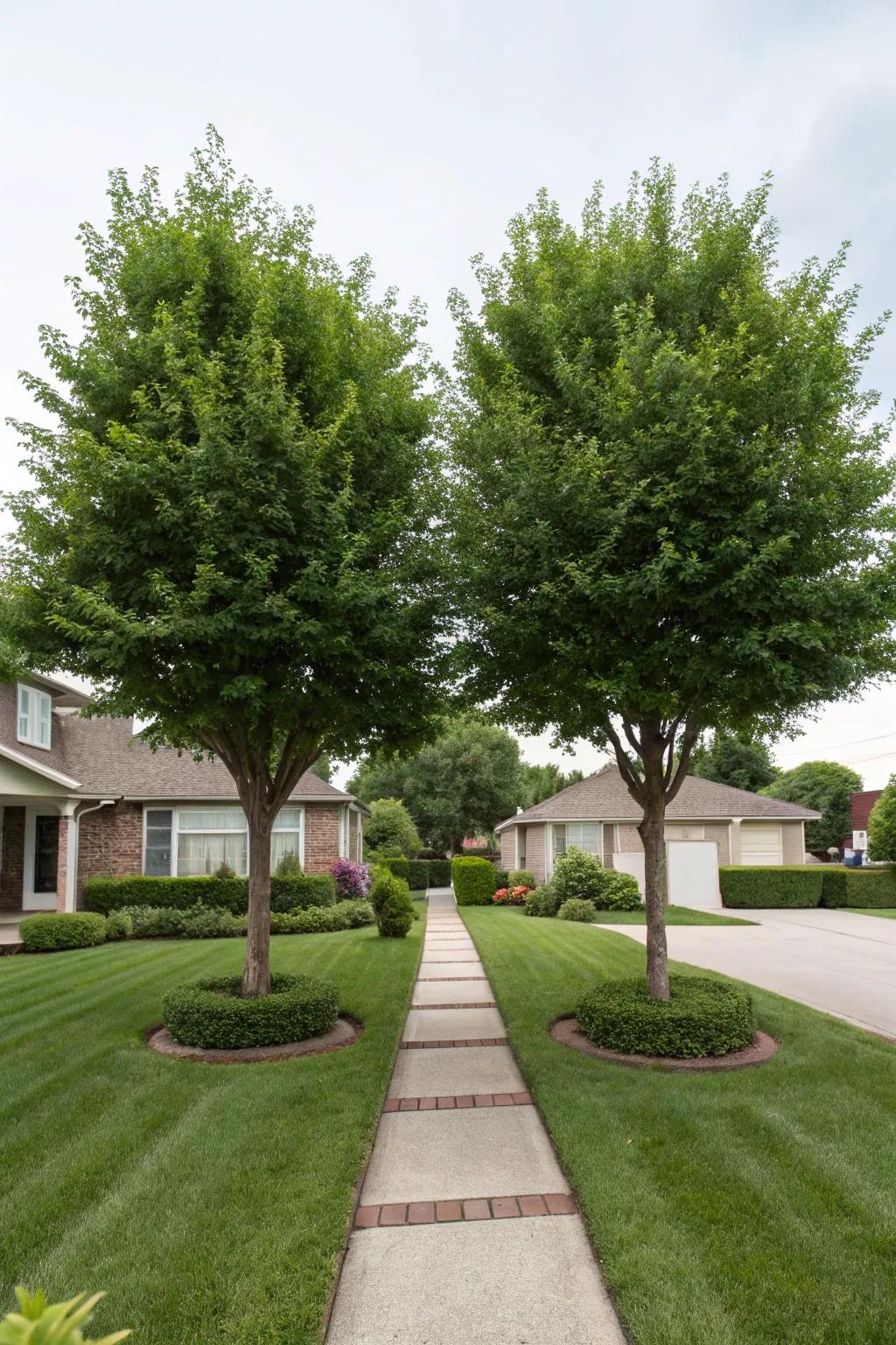 Twin trees adding height and symmetry to the landscape.
