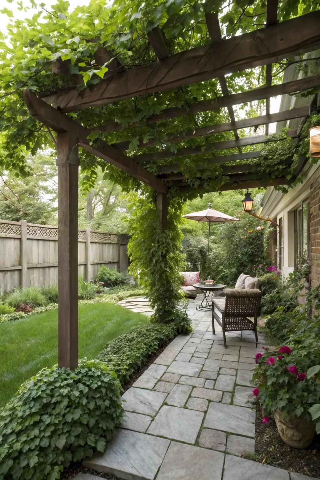 A stylish courtyard pergola with lush climbing plants.