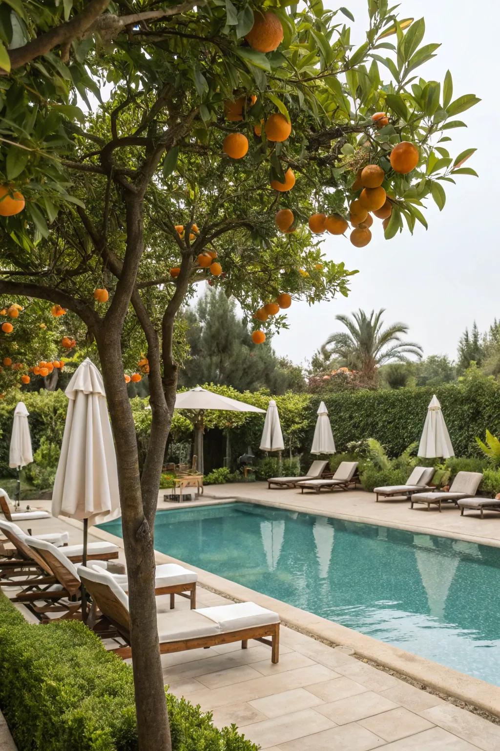 Citrus trees create a tropical oasis by the pool.
