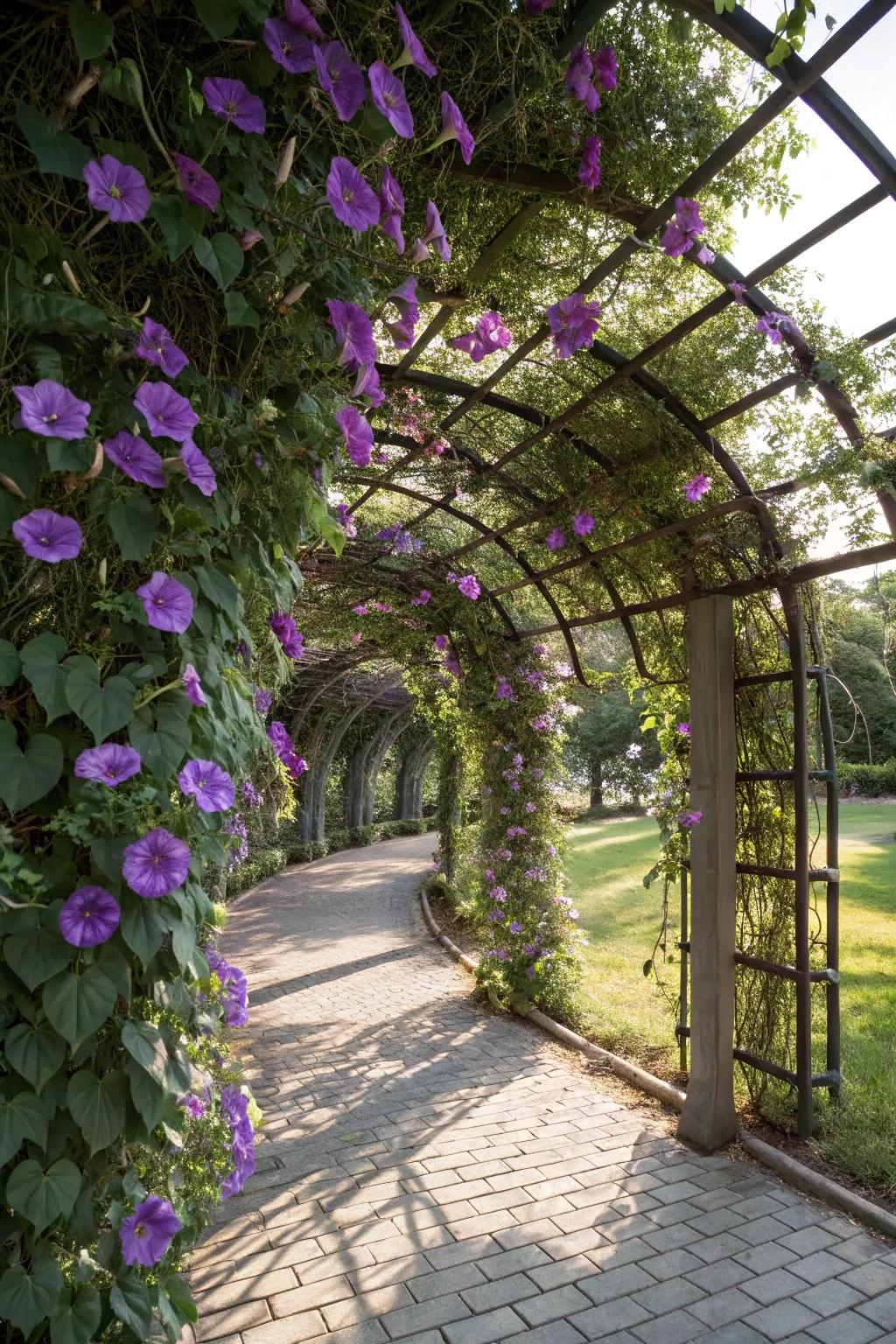Morning glories enchant with their climbing purple blooms.