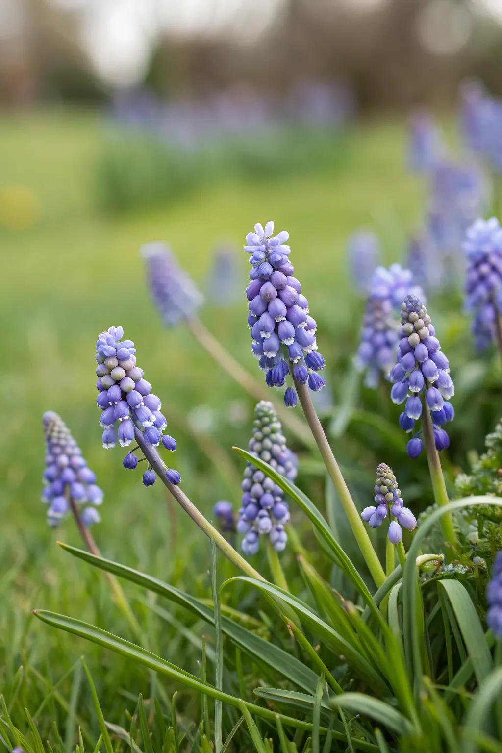 Grape hyacinths bring a touch of springtime charm.