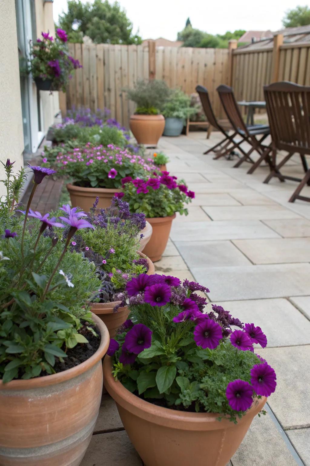 Patio pots burst with purple hues, adding flair to small spaces.