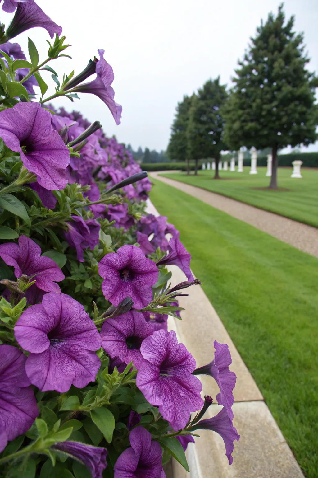 Petunias add a splash of playful purple to any garden space.