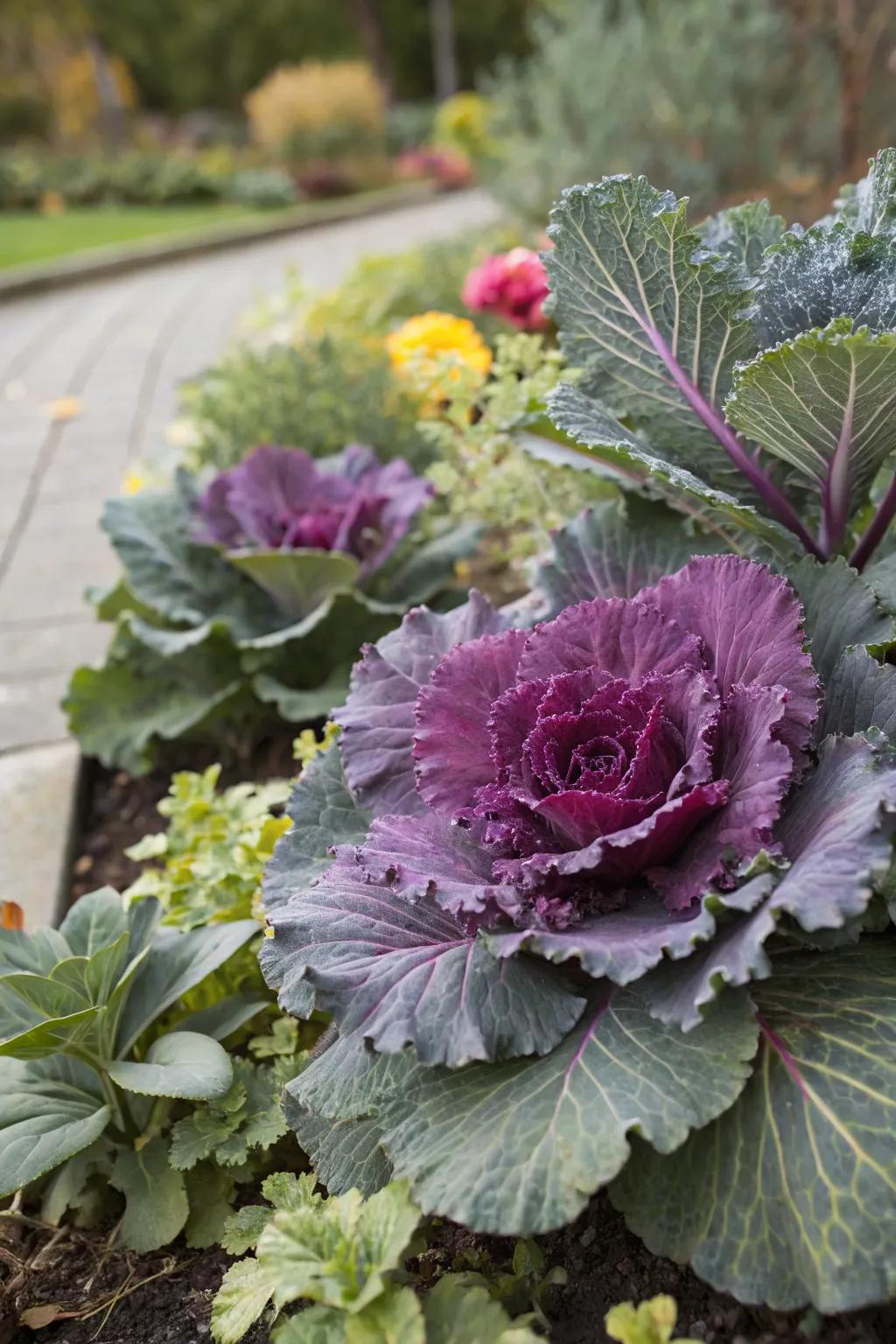 Ornamental cabbage adds bold color in cooler months.
