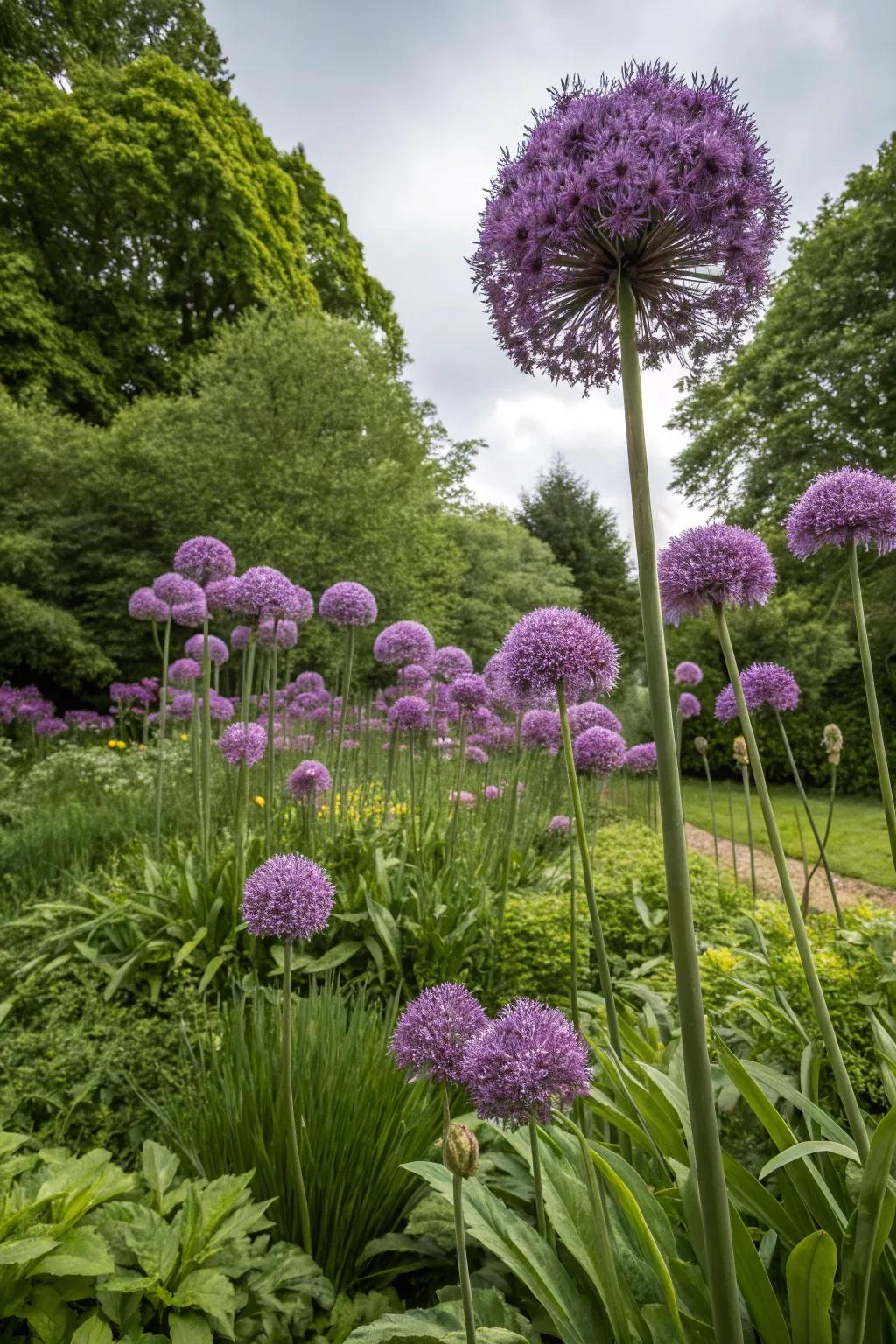 Alliums stand tall and proud, adding a bold statement to the garden.