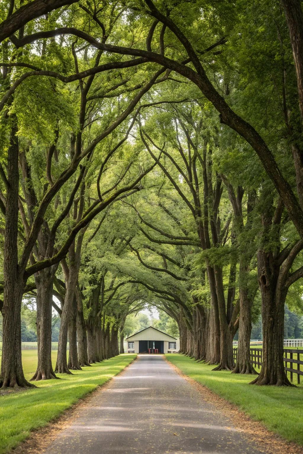 A majestic driveway lined with towering trees leading to a horse barn.