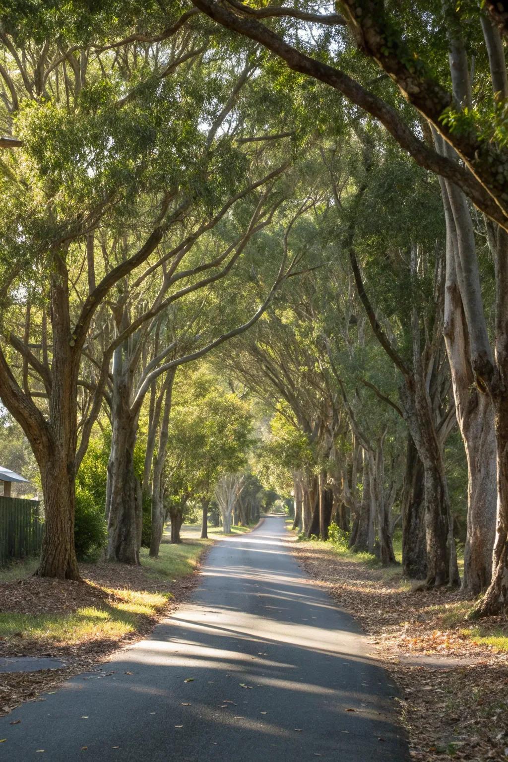 Native trees create an eco-friendly and sustainable driveway.