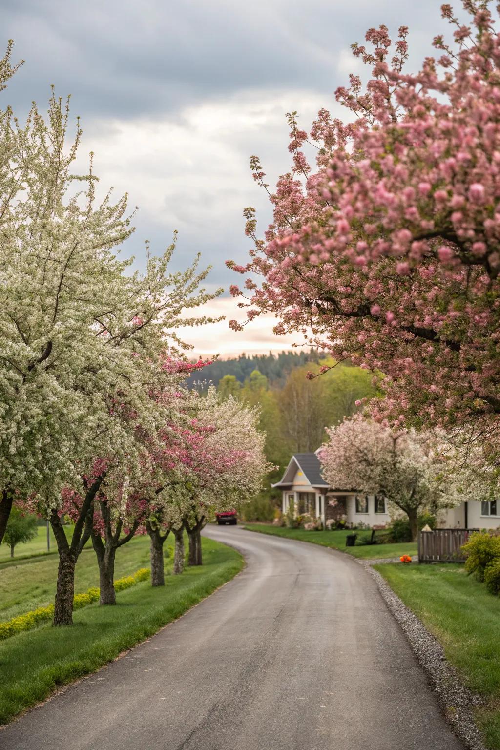 Fruit trees provide blossoms and bounty along the driveway.