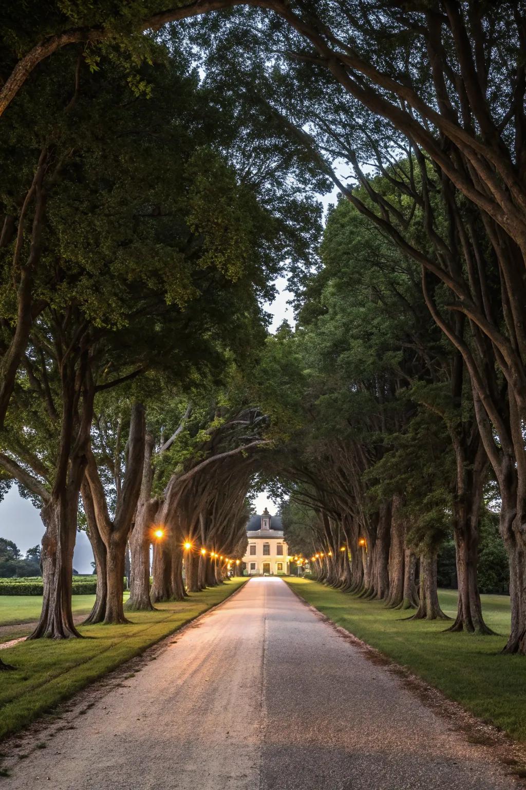 Long tree avenues evoke a grand estate feel.