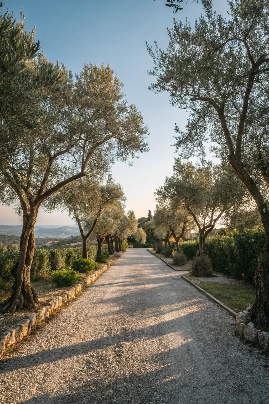 Olive trees bring a Mediterranean vibe to your driveway.