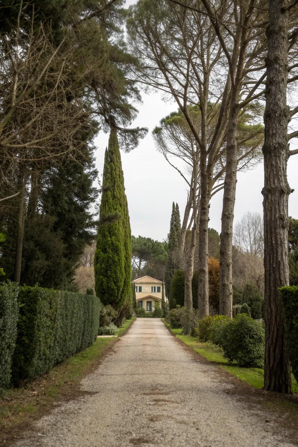 Varying tree heights add depth to the driveway landscape.
