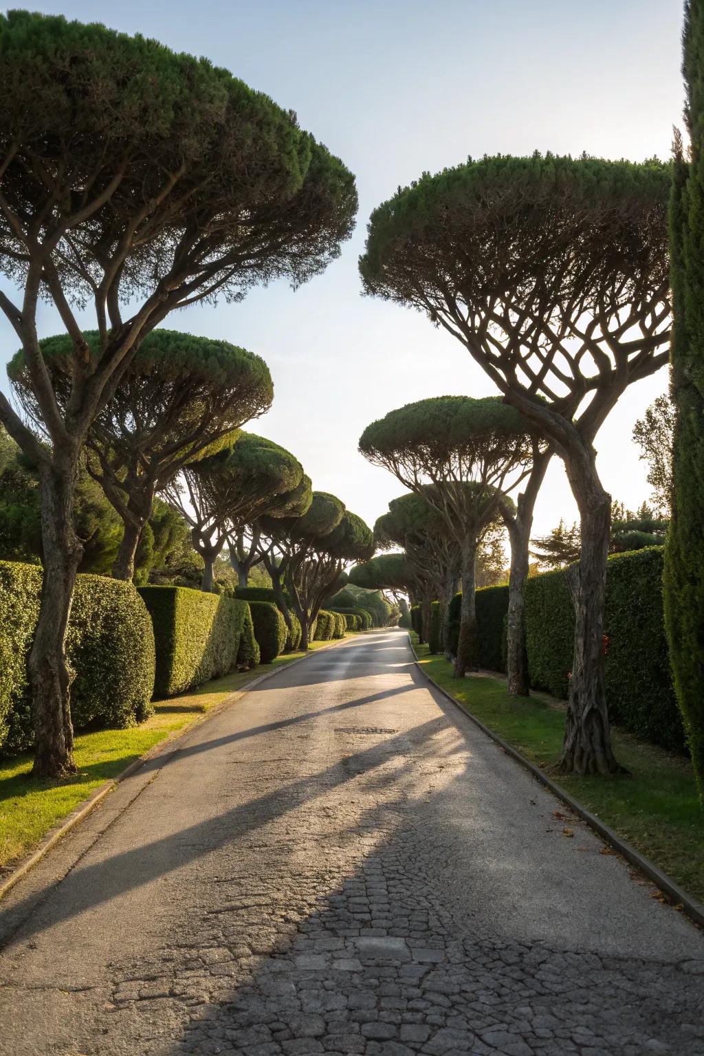 Sculptural trees add an artistic touch to the driveway.