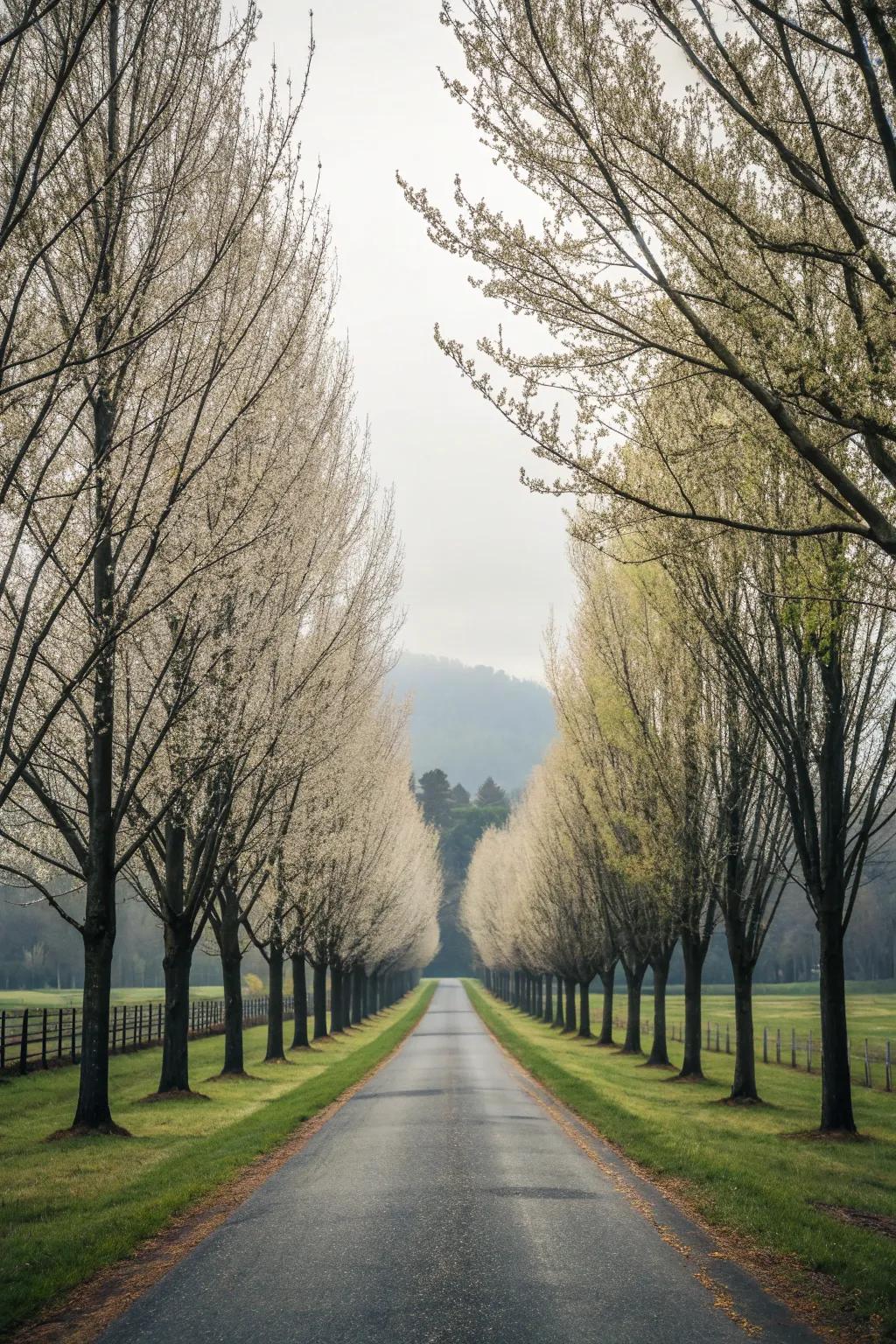 Symmetrical trees create a balanced and formal driveway entrance.