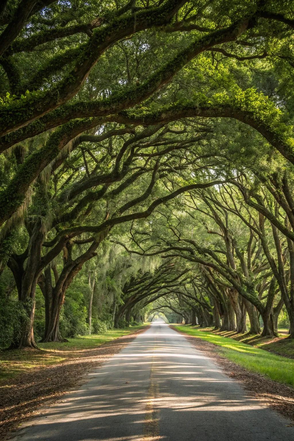 A natural tree canopy forms a tunnel over the driveway.