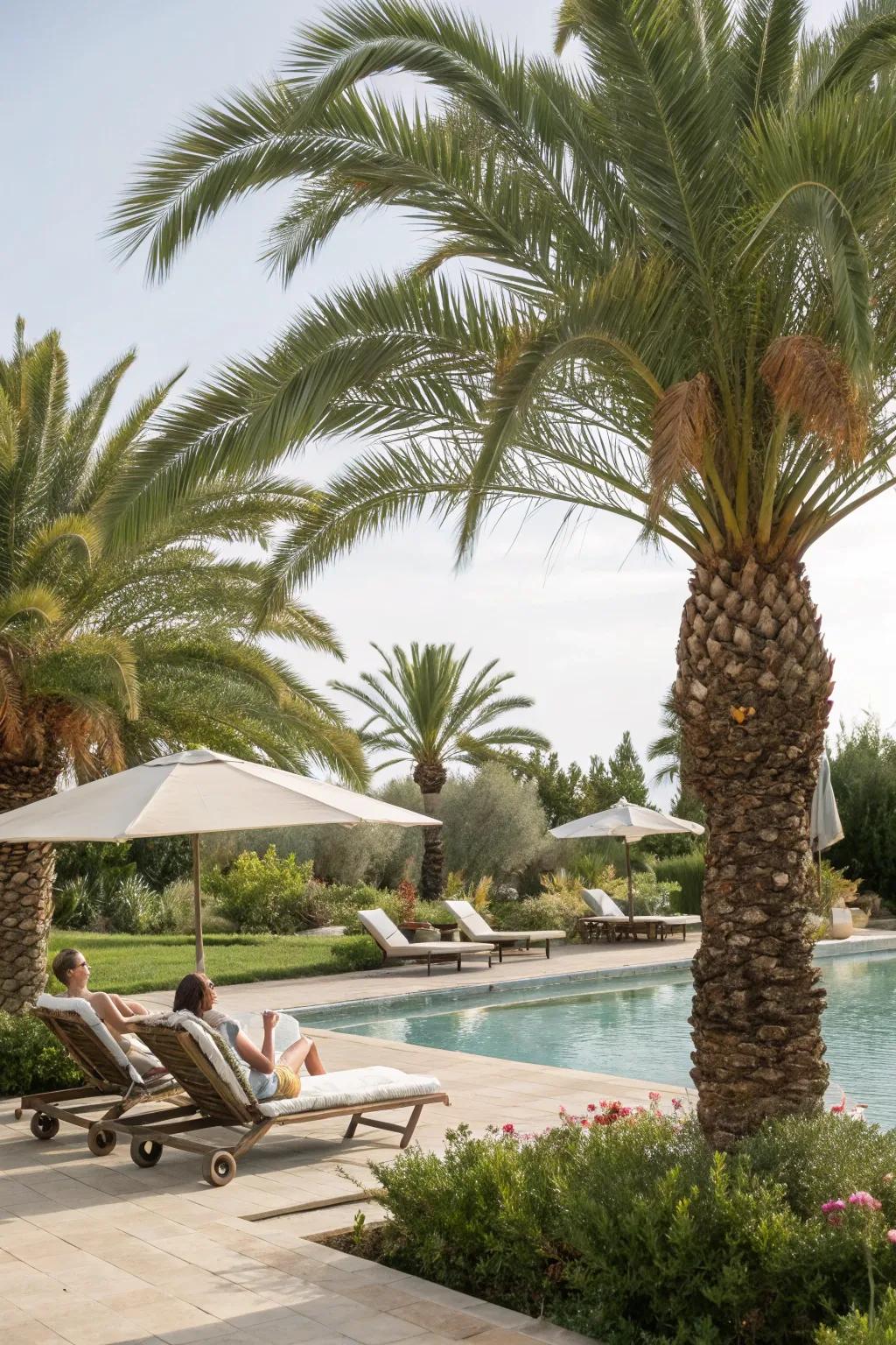 Create a poolside retreat with palms.