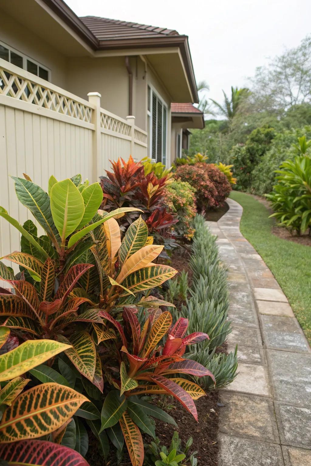 Add depth to your garden with layered croton varieties, creating a rich tapestry of colors.