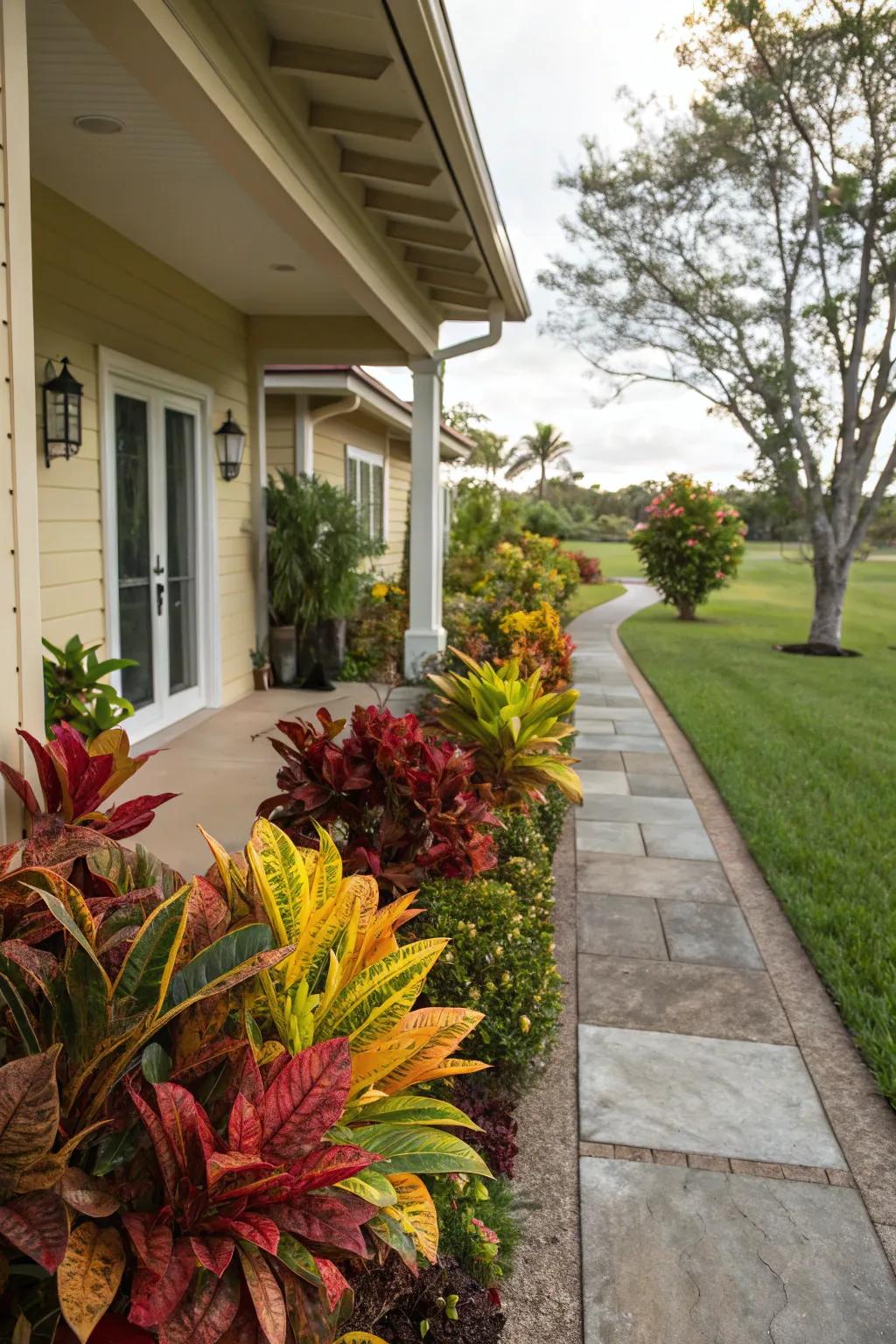 Transform your walkway into a vibrant path with colorful croton borders.