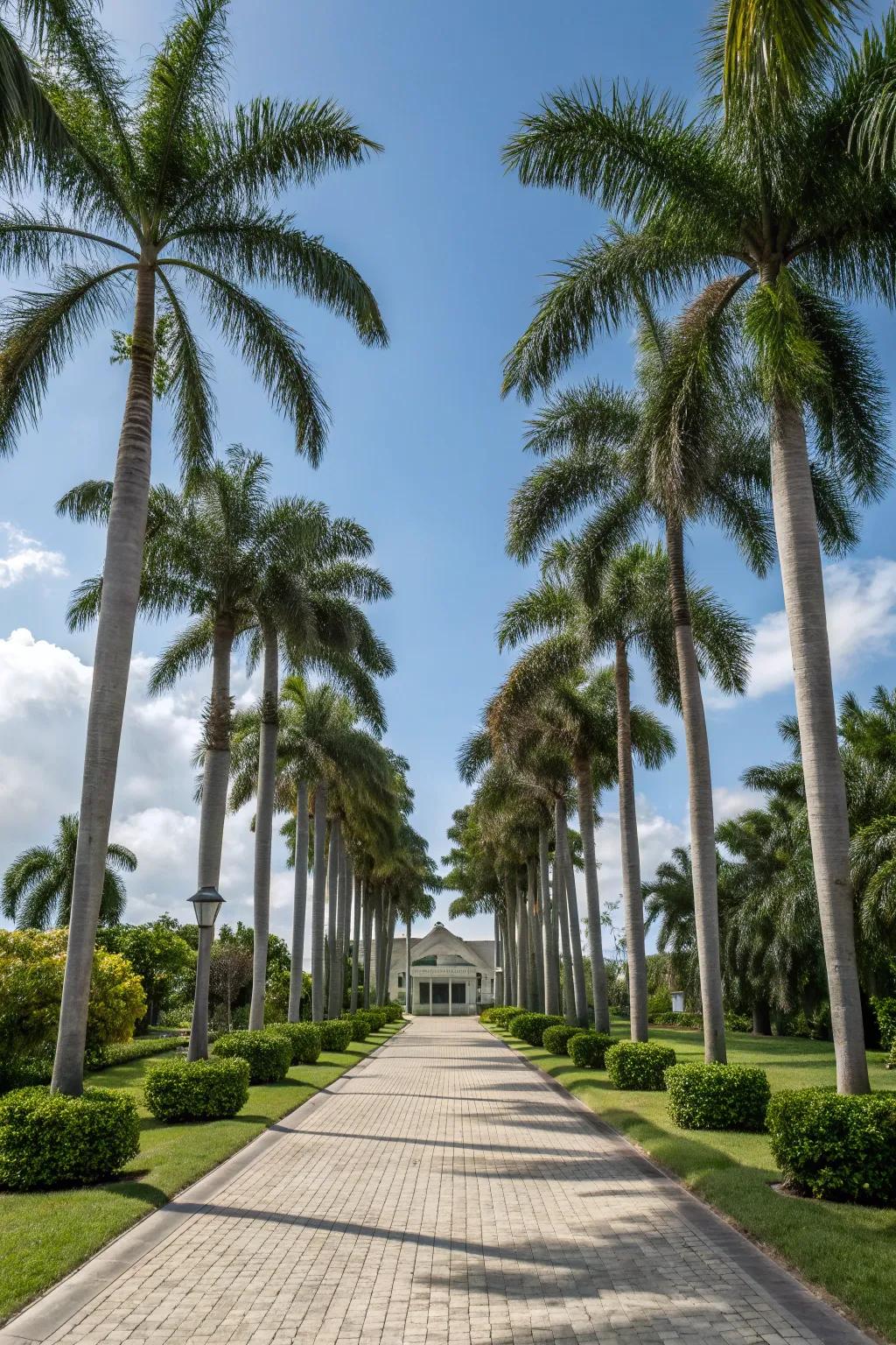 A stately driveway lined with majestic Sylvester palms.
