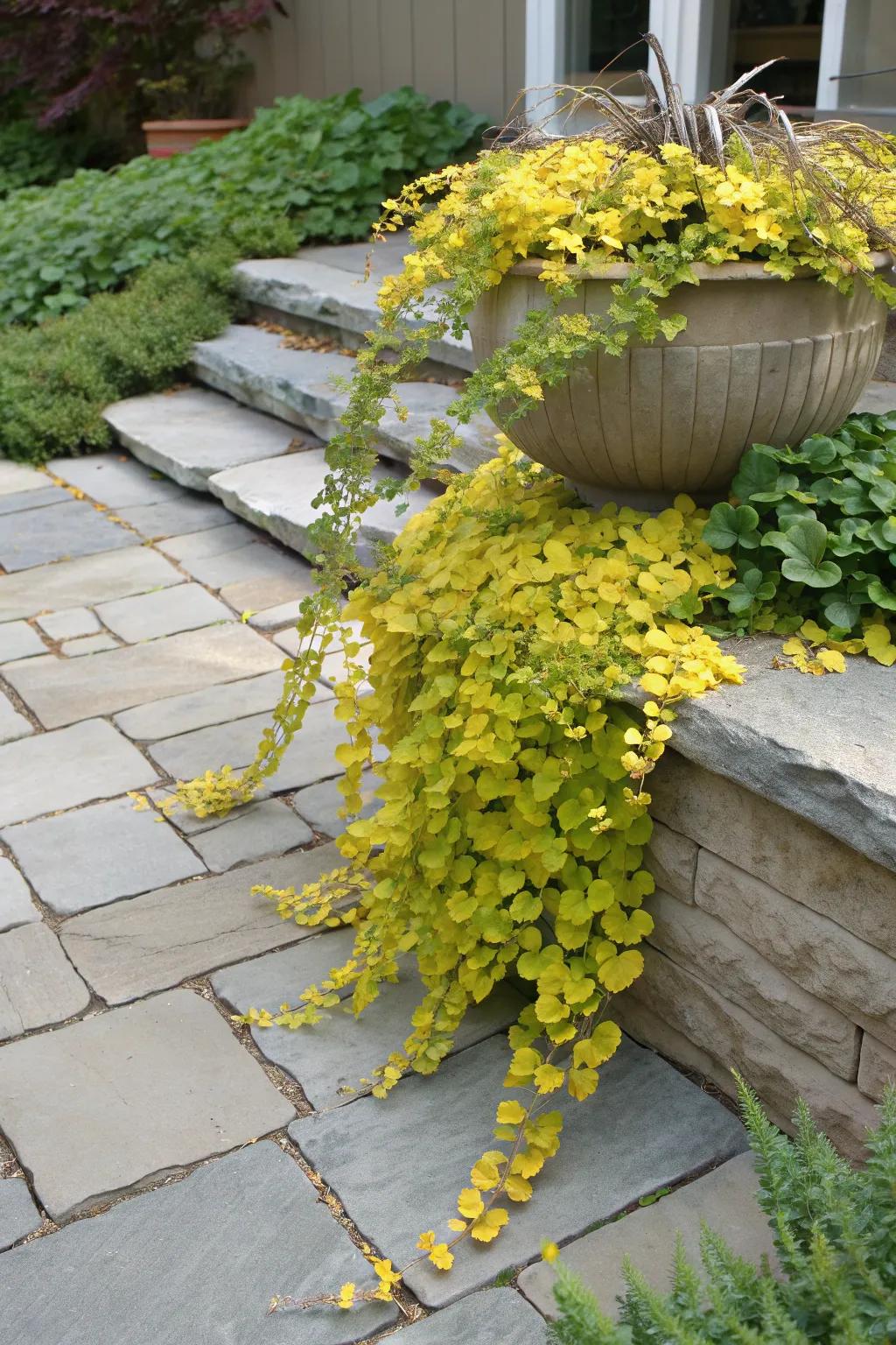 Creeping Jenny bringing drama with its golden cascade in a shallow pot.