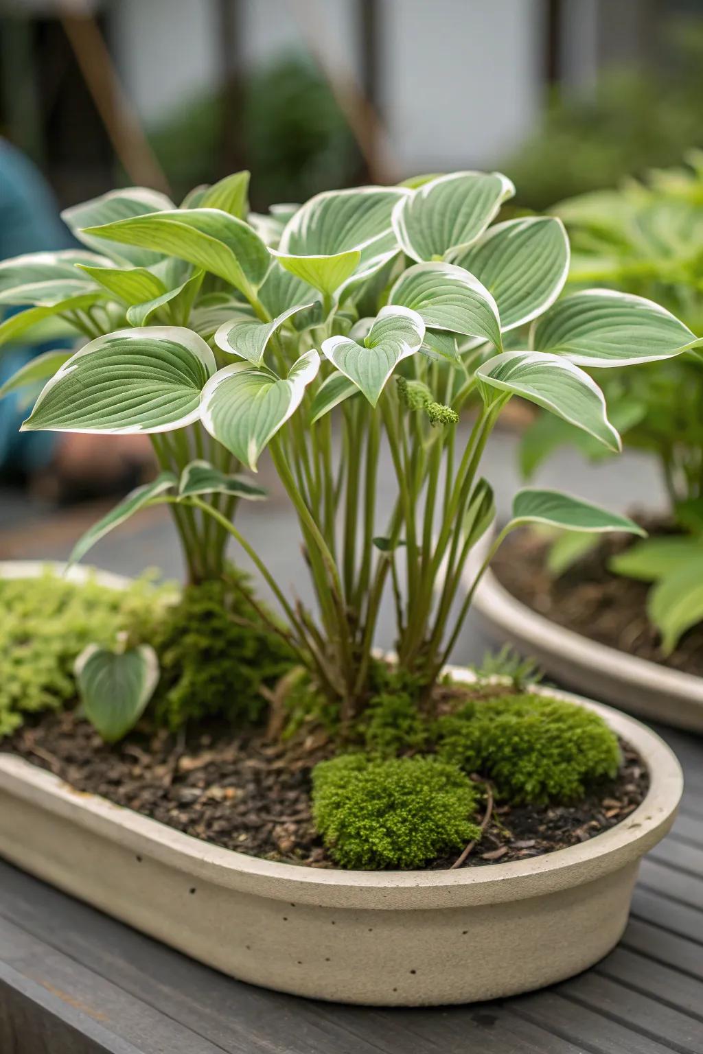 Bonsai-inspired hostas creating an artistic display in a shallow container.