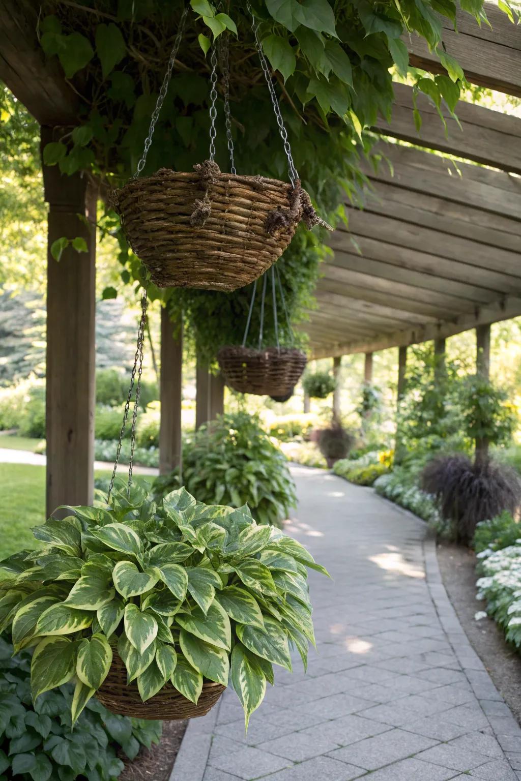 Hostas flourishing in hanging baskets, creating a green canopy.