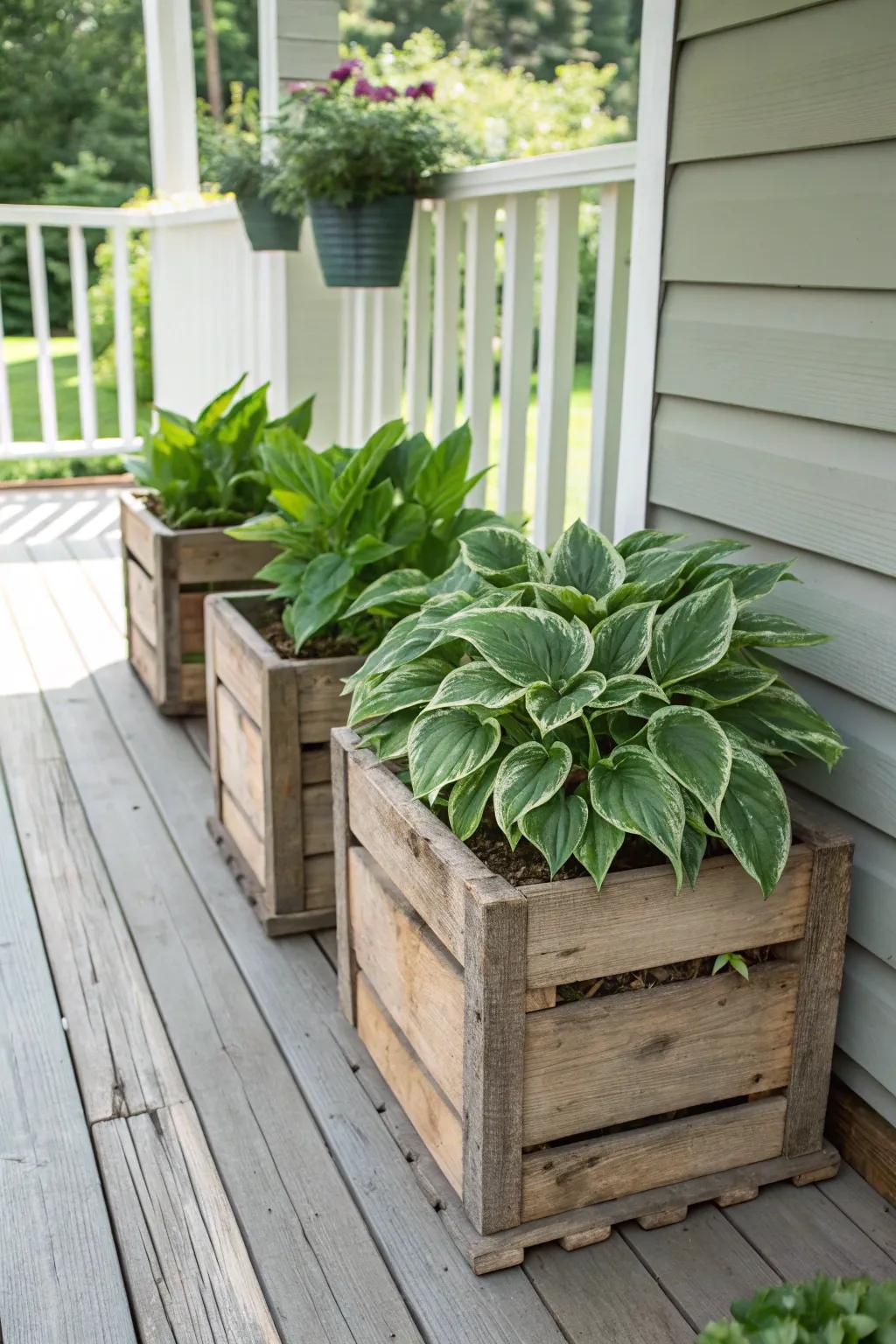 Hostas growing beautifully in rustic wooden crates on a sunny porch.