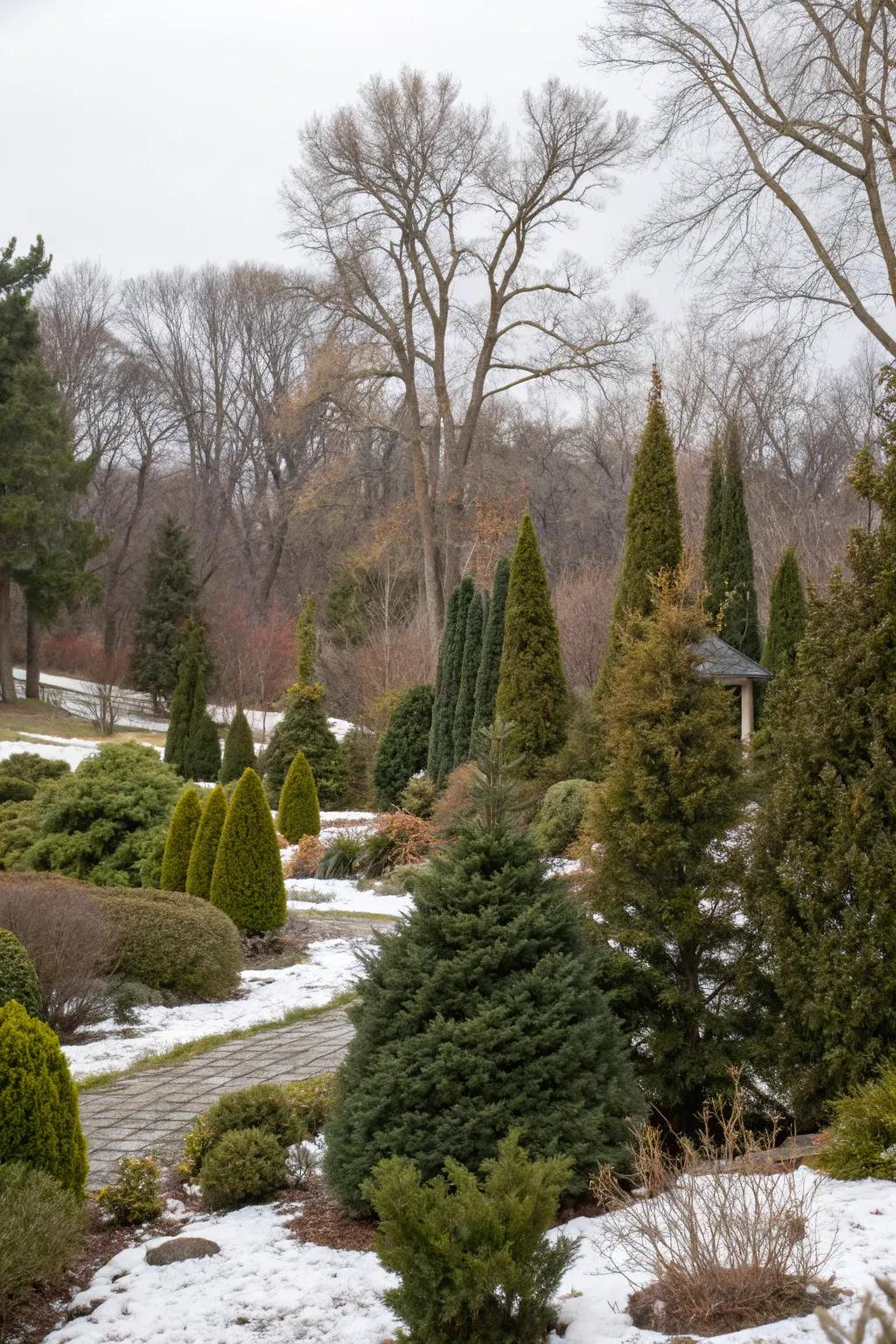 Evergreens provide a strong framework for year-round garden interest.