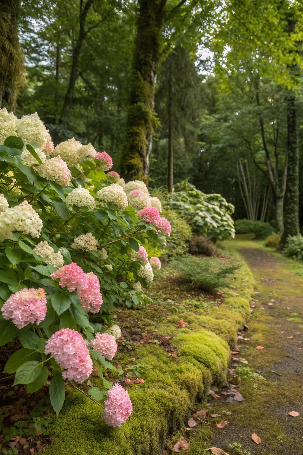 Soften woodland edges with vibrant hydrangeas.